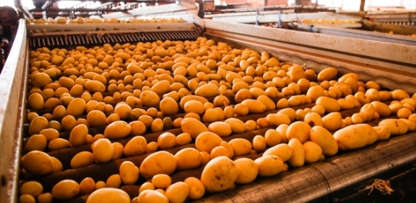 Batata: Com redução da oferta, preços mais que dobram