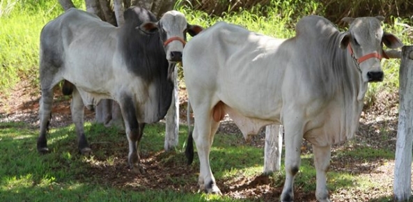 Carne Devon certificada pode ser encontrada em mais de cem estabelecimentos catarinenses