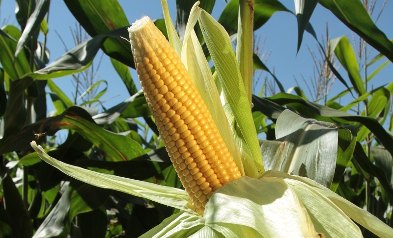 Milho é um dos cereais mais nutritivos e versáteis do mundo