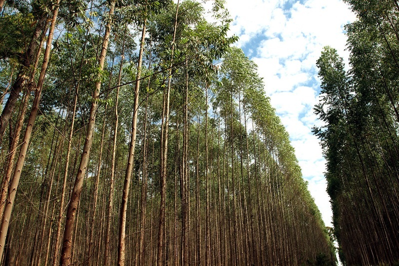 Eucaliptos silvicultura