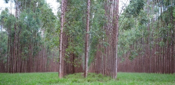 Suzano e Fibria anunciam aumento de preço de celulose a partir de 1º de junho