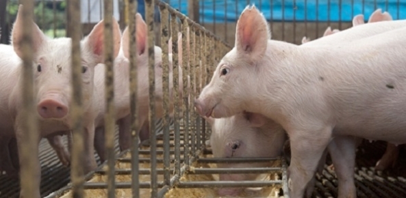 Santa Catarina embarca segundo lote de carne suína para Coreia do Sul