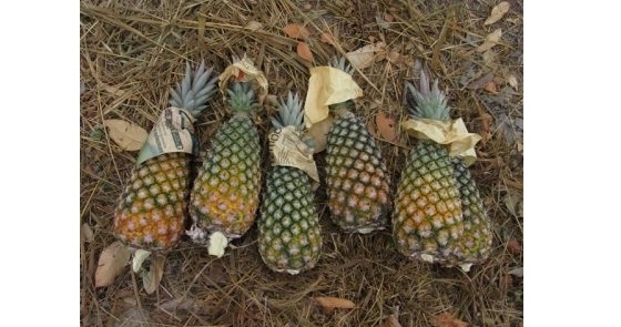 SENAR ministra palestra sobre padronização do abacaxi na Expoema