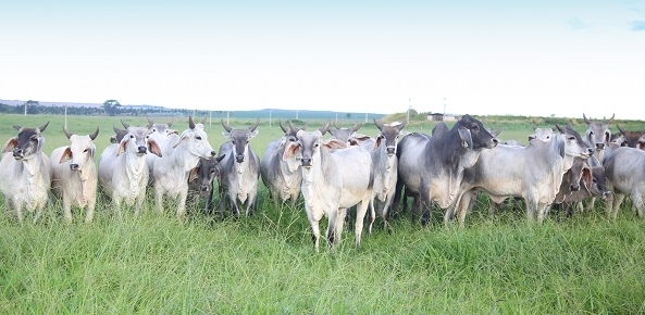 Embarques de gado vivo devem crescer 30% em 2018 no Brasil