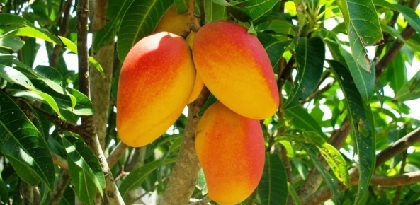 Abrafrutas publica material para ajudar produtores na prevenção do gorgulho da mangueira