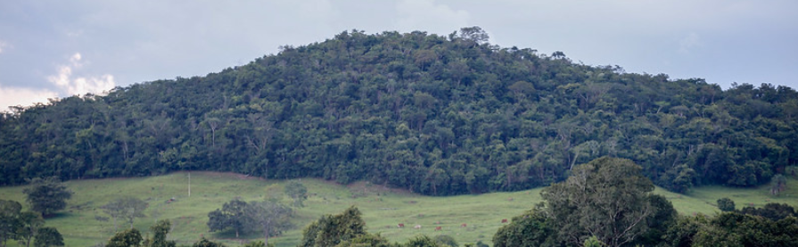 CNA discute uso dos campos de altitude na Mata Atlântica