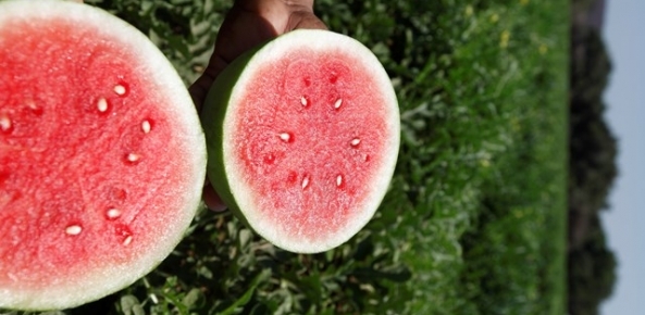 Melancia: Oferta reduzida impulsiona preços em Goiás