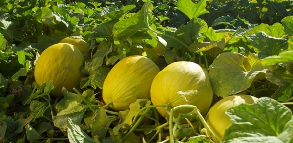 Melão: Aumento na oferta interna pressiona cotações em São Paulo