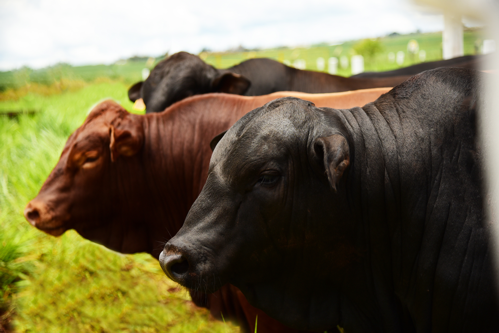 Produtores que adotam gestão técnica atravessam ciclo pecuário com maior margem