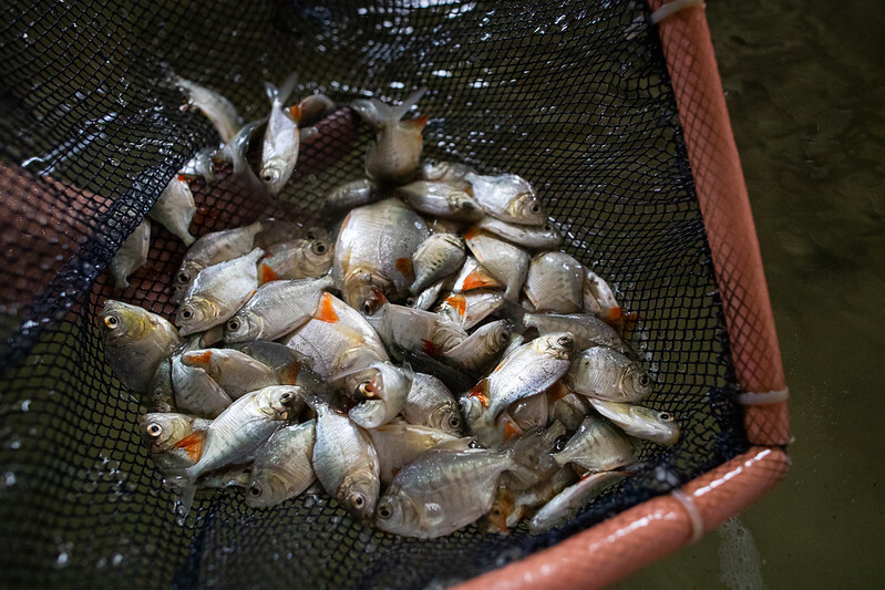Semana do Pescado estimula maior consumo pela população brasileira