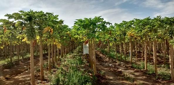 O município de Linhares, no Espírito Santo, é modelo na produção de mamão no País