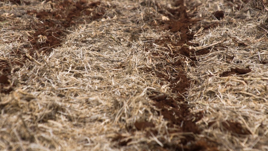 No Paraná, manejo do solo é aliado contra perdas causadas por eventos climáticos