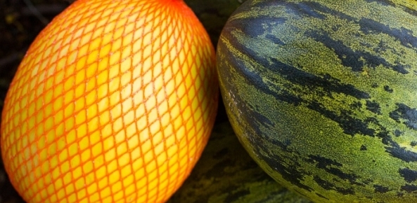 Melão brasileiro se valoriza no mercado internacional