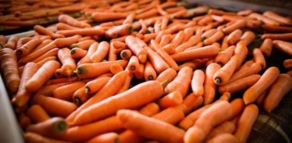Cenoura: maior oferta pode pressionar valores em abril