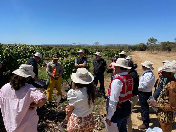 Visita técnica à produção de cacau no Oeste da BA.