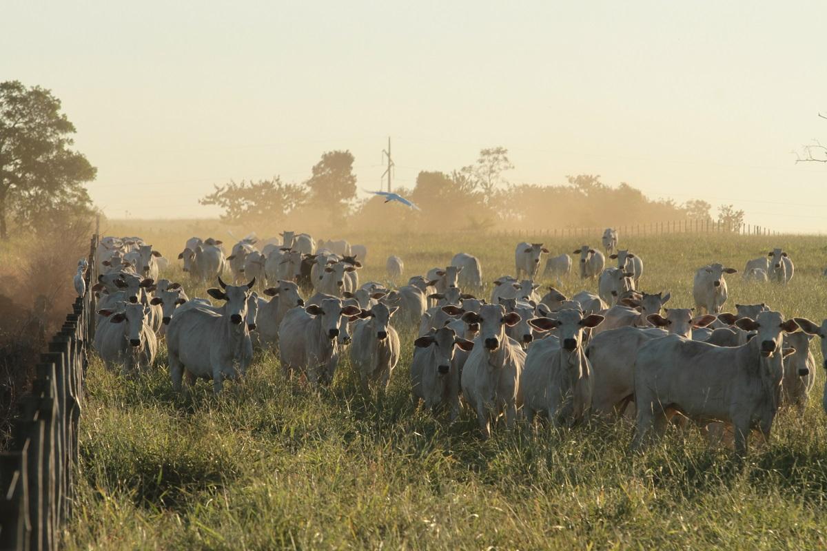 PNEFA: Status de livre de febre aftosa sem vacinação vai potencializar o mercado de proteína animal do MS