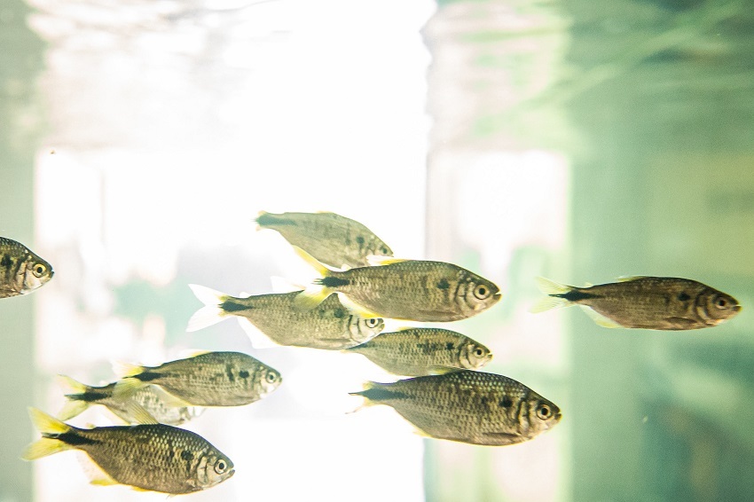 Senar lança trilha de formação em aquicultura
