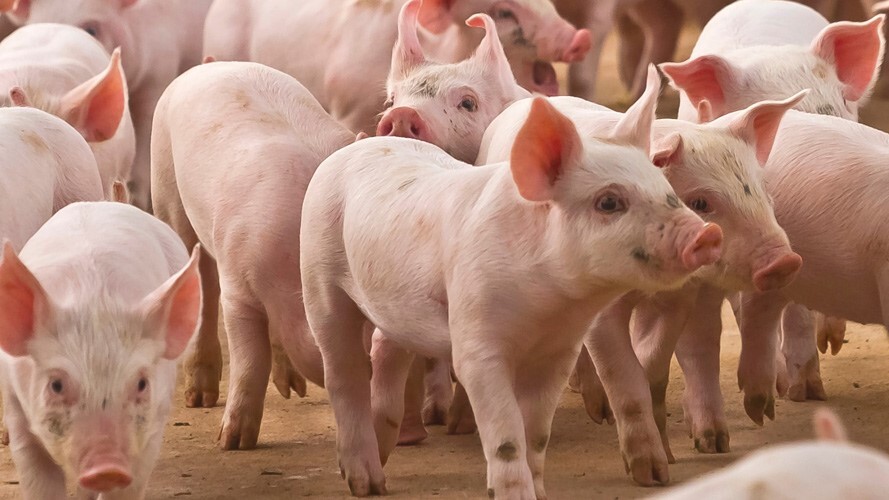 Prazo para atualizar o rebanho começa no dia 1º de maio