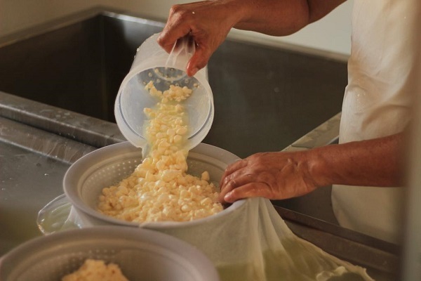 Produção de queijo_Queijaria Cana Velha