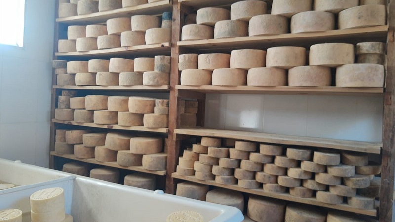 Produção de queijos da família de Francisco Barros