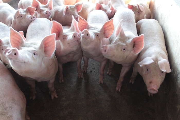 Lei de Integração completa três anos e Sistema CNA/SENAR atua para orientar e capacitar produtores