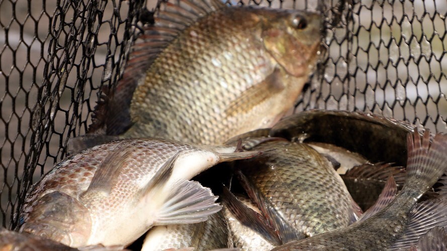 Peixe na merenda escolar gera otimismo na aquicultura do Paraná